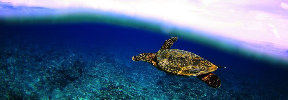 SNORKELING IN MALDIVES