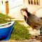 Surf & Yoga with Denise Dellagiacoma Capo Mannu