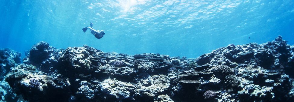 SNORKELING IN FIJI